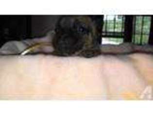 Bulldog Puppy for sale in ARCADE, NY, USA