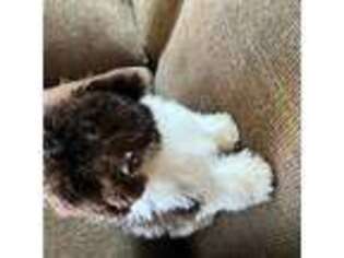 Shih-Poo Puppy for sale in Richmond, IL, USA