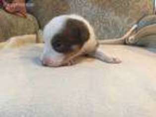 Border Collie Puppy for sale in Lake Stevens, WA, USA