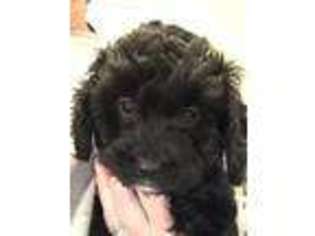 Cavapoo Puppy for sale in Sandston, VA, USA