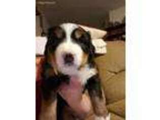 Bernese Mountain Dog Puppy for sale in Columbiaville, MI, USA