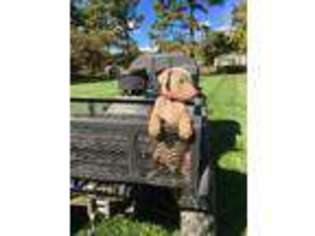 Doberman Pinscher Puppy for sale in Huntersville, NC, USA