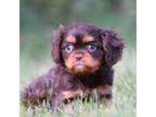 Cavalier King Charles Spaniel Puppy for sale in Saint Paul, MN, USA