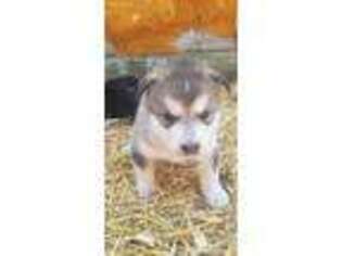 Alaskan Malamute Puppy for sale in Ubly, MI, USA