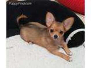 Chihuahua Puppy for sale in Gilbert, SC, USA