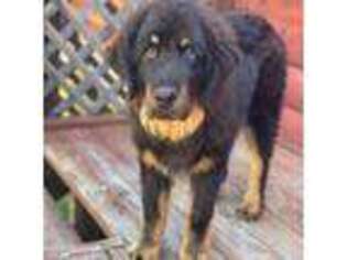 Tibetan Mastiff Puppy for sale in Fairview, UT, USA