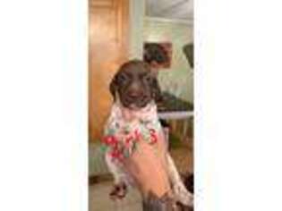 German Shorthaired Pointer Puppy for sale in Rock Hill, SC, USA