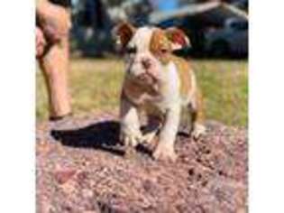Bulldog Puppy for sale in Edmond, OK, USA