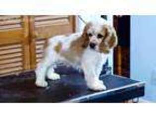 Cocker Spaniel Puppy for sale in Rutherfordton, NC, USA