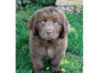 Newfoundland Puppy for sale in Manheim, PA, USA
