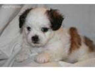 Chihuahua Puppy for sale in Greensboro, NC, USA