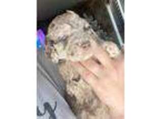 Labradoodle Puppy for sale in Van Buren, MO, USA