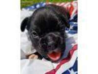 Boxer Puppy for sale in Rock Hill, SC, USA