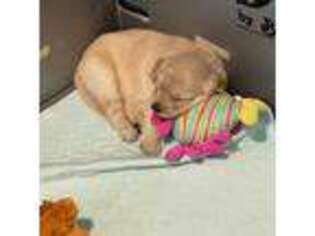 Golden Retriever Puppy for sale in Aliso Viejo, CA, USA