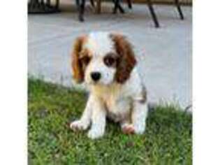 Cavalier King Charles Spaniel Puppy for sale in Avondale, AZ, USA