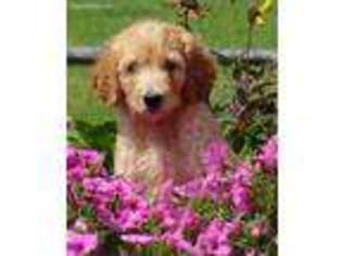 Goldendoodle Puppy for sale in Fountain City, IN, USA