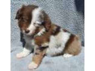 Miniature Australian Shepherd Puppy for sale in Hatley, WI, USA