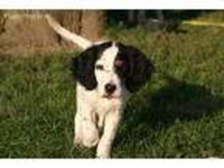 English Setter Puppy for sale in Spencerville, OH, USA
