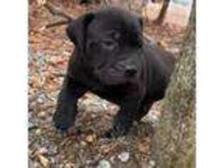 Boerboel Puppy for sale in Richmond, VA, USA