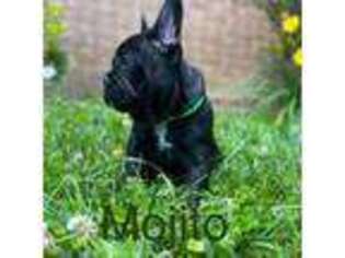 French Bulldog Puppy for sale in Beltsville, MD, USA