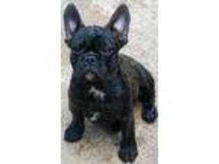 French Bulldog Puppy for sale in Humble, TX, USA