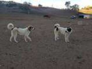 Anatolian Shepherd Puppy for sale in Lancaster, CA, USA