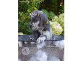 Great Dane Puppy for sale in Shelbyville, TN, USA