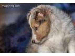 Shetland Sheepdog Puppy for sale in Bluemont, VA, USA