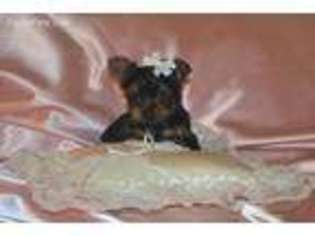 Yorkshire Terrier Puppy for sale in Warrensburg, MO, USA