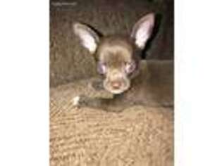 Chihuahua Puppy for sale in Lafayette, LA, USA