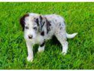 Border Collie Puppy for sale in Cassville, MO, USA