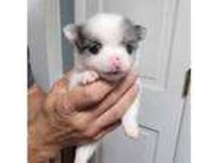 Pomeranian Puppy for sale in Dothan, AL, USA