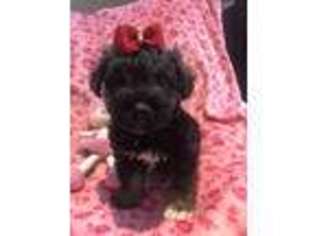 Schnoodle (Standard) Puppy for sale in Sarasota, FL, USA