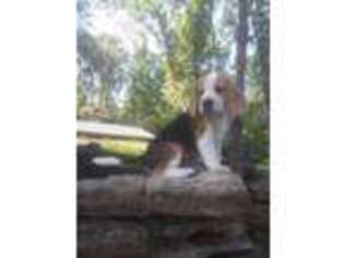 Beagle Puppy for sale in Omaha, AR, USA
