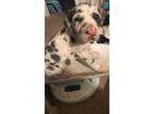 Great Dane Puppy for sale in Pineville, KY, USA