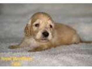 Dachshund Puppy for sale in Wooldridge, MO, USA
