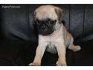 Pug Puppy for sale in Brooksville, FL, USA