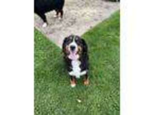 Bernese Mountain Dog Puppy for sale in Rittman, OH, USA