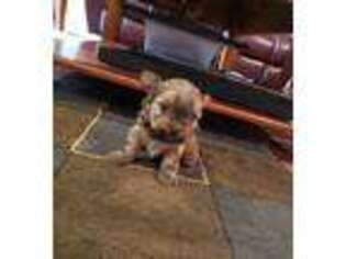 Yorkshire Terrier Puppy for sale in Haysi, VA, USA