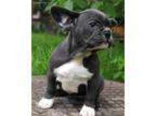 French Bulldog Puppy for sale in Rockville, MD, USA