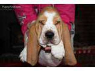 Basset Hound Puppy for sale in Lyons, OH, USA