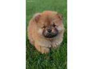 Chow Chow Puppy for sale in Oakhurst, CA, USA