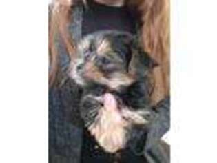 Yorkshire Terrier Puppy for sale in Fowlerville, MI, USA