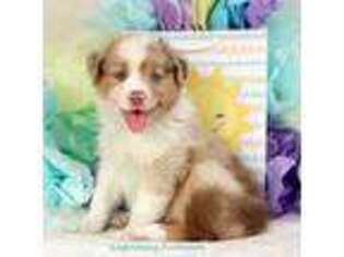 Miniature Australian Shepherd Puppy for sale in Belleview, FL, USA