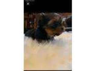 Yorkshire Terrier Puppy for sale in Lovelady, TX, USA