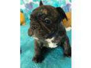 French Bulldog Puppy for sale in Talala, OK, USA