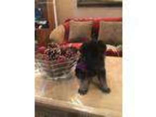 German Shepherd Dog Puppy for sale in Citrus Heights, CA, USA