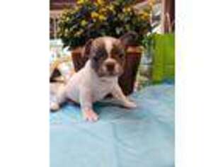 French Bulldog Puppy for sale in Dacula, GA, USA