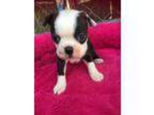Boston Terrier Puppy for sale in Baker City, OR, USA