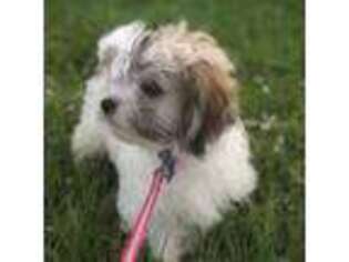 Havanese Puppy for sale in North Port, FL, USA